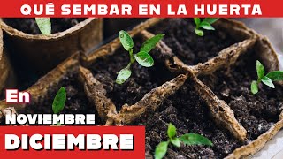 Que sembrar en Diciembre en la huerta Calendario de cultivo [upl. by Annot]