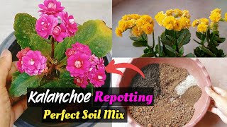 How To Repot Kalanchoe Plant  Perfect Potting Soil For Kalanchoe  Kalanchoe Potting Mix [upl. by Soelch283]