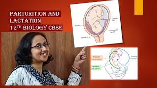 ParturitionLactationfoetalejectionreflexcolostrumoxytocinCBSE12thBiology [upl. by Hickie]