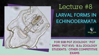 Larval forms in echinoderms I ssb pgt zoology I BSc zoology I bilingual content odia amp english I [upl. by Leaffar]