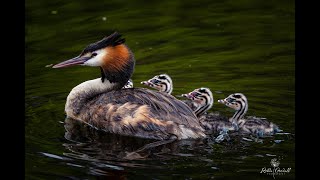 Great Crested Grebe Family  Herdsman Lake Western Australia [upl. by Madson]