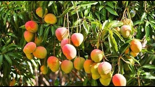 Mango farming in Kenya [upl. by Thor]