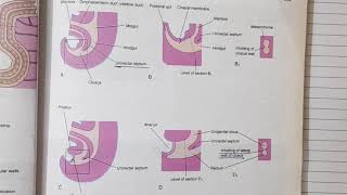 Hind gut development Embryology  Alimentary System Part 8 [upl. by Hagep]