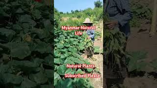 Myanmar Natural Life Natural Plants ☘️☘️☘️ music cover coversong voiceeffects ရေဘေး [upl. by Monty]