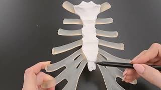 Anatomy of the Sternum in under 2 minutes [upl. by Rolyks]