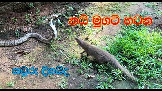 The fight between the cobra and Mongoose [upl. by Yornoc]