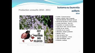 conseils jardinage Isotoma ou laurentia axillaris blue fiche technique plante annuelle [upl. by Horlacher]