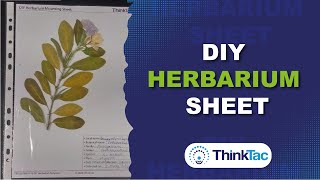 DIY Herbarium Sheet  ThinkTac  Science Experiment [upl. by Ahtreb490]