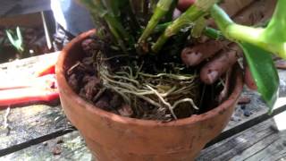 How To Repot a Dendrobium nobile orchid [upl. by Dulsea]