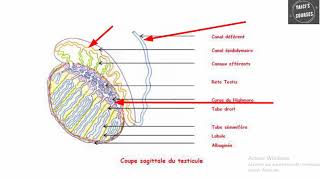 QCMs corrigés en Embryologie [upl. by Luemas4]