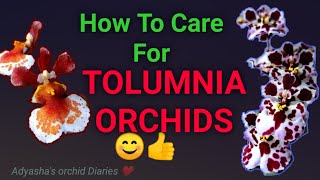 How to care for Tolumnia orchids  culture light and watering requirements [upl. by Enialb]