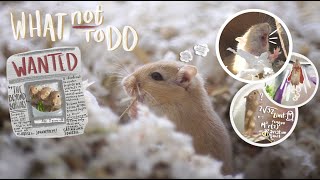 Avoid These Mistakes When Getting Gerbils 🐹 [upl. by Edgardo]