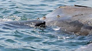 Great White Shark Eats Dead Right Whale off Cape Cod [upl. by Greenland531]