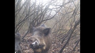 Fotopułapki  Huczka dzików i kilka ciekawych ujęć  Dzika Gostomia cz 183 [upl. by Ydieh]