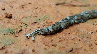 Fungus Gnat Larvae Travelling in Procession [upl. by Tram]