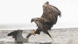 Seeadler schlägt Graugans 1 Eagle hunts Goose 1 [upl. by Plath]