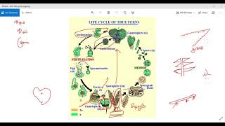 Lifecycle of Nephrolepis  நேப்ரோலேபிஸ் தாவரத்தின் வாழ்க்கை வட்டம்  Plant Physiology [upl. by Kiernan]