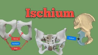 ischium bone  bone of hipbone  lower limb anatomy  Foziya Vohra amp Mukta Nivedita [upl. by Urania652]