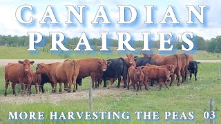 More Peas Please on CANADIAN PRAIRIES 03  FS22 [upl. by Ahcire]