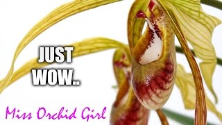 The Orchid with the longest petals Phragmipedium popowii [upl. by Wexler791]