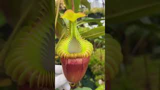 Item Short BE3225  N villosa carnivorousplant nepenthes [upl. by Dario]