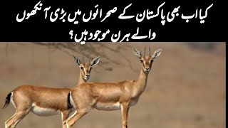 Wild Gazelles of Pakistan  Chinkara Deer  Goitered Gazelle  Wildlife of Pakistan [upl. by Atilrak]