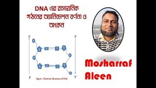 chemical structure of DNA with Drawing DNA এর রাসায়নিক গঠন ও চিত্র অংকন [upl. by Hgielac]