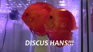 DISCUS HANS INTERVIEW PART 2 ARE DISCUS HARD TO KEEP [upl. by Eenat]