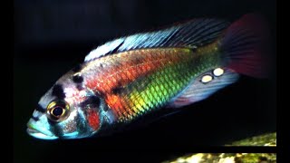 Christmas Fulu Haplochromis Xystichromis phytophagus Christmas Fulu Exotic Rare African Cichlids [upl. by Ritter]