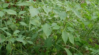 The Surprising Medical Benefits of Cutleaf Groundcherry [upl. by Holbrooke700]