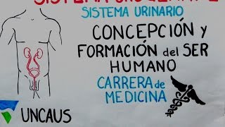 EMBRIOLOGÍA SISTEMA URINARIO MEDICINA UNCAus CFSH [upl. by Worden]