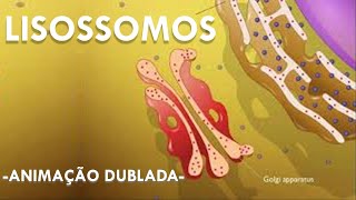 Lisossomos  Animação [upl. by Leahcimrej]