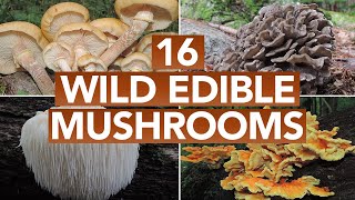 16 Wild Edible Mushrooms You Can Forage This Autumn [upl. by Nwahc]