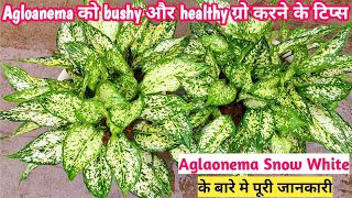 Aglaonema snow white plant care in hindi Chinese evergreen care My tips for gardening [upl. by Persis]