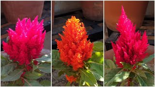 How to grow Coxcomb flower flower  Celosia plant  how to grow celosia [upl. by Adnwahsal]