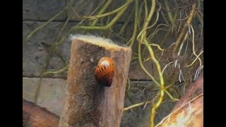 Nerite Snails [upl. by Aihsein]