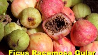 Ficus Racemosa Gular How to propagate from cutting amp seeds Urdu Hindi [upl. by Hansel813]