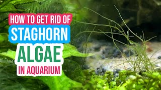 🚫 How to Get Rid of Staghorn Algae in Your Aquarium ☘️🐠 [upl. by Ahders]