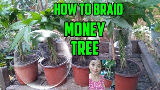 HOW TO BRAID MONEY TREE TO GET LUCKY PAANO TARINTASIN ANG PUNO NG PERA PARA LAPITIN NG SWERTE💵🌲💲 [upl. by Naitsirk]