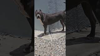 pit bull cane Corso mix [upl. by Assed]