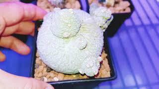 Pseudolithos Migiurtinus Monstrouse [upl. by Naneek]