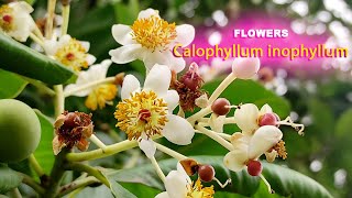 Flowers  62  Calophyllum inophyllum  flowers world [upl. by Filiano802]