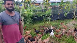 Free Range Chicken Farming [upl. by Eilahs]