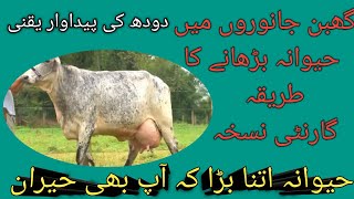 How to increase uder size cow amp buffalo  Dr Majid iqbal [upl. by Hallsy]