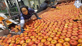 압도적인 규모 월2000톤을 선별하여 세척하는 예산세척사과 대량생산공장  Korean apple factory [upl. by Lotti]