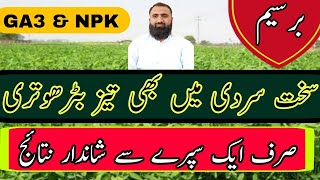 How to increase Berseem growth in cold weather Bilal Kanju Official [upl. by Marpet497]