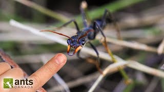 Testing the Aggressive amp Stinging BULL ANTS of Australia [upl. by Ainnat]