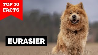 Eurasier  Top 10 Facts [upl. by Russel]