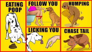 Awkward Dog Behaviors Explained [upl. by Polad]