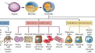 Fate of Germ layers  Gastrulation [upl. by Robb]